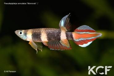 Pseudepiplatys annulatus Monrovia male adulte 