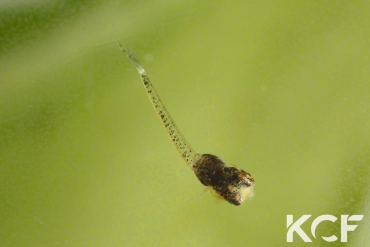 Pseudepiplatys annulatus Monrovia couple alevin 