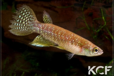 Pterolebias bokermanni Mato Grosso FY 01-04 male adulte 