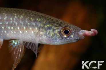 Pterolebias longipinnis Cuiabà BIF BR 11-03 male adulte 