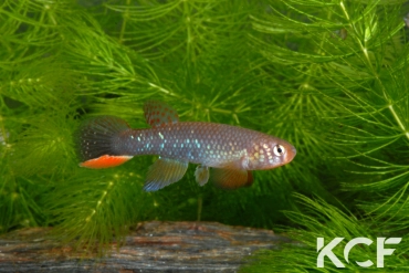 Rachovia hummelincki  male adulte 