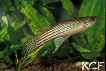 Renova oscari  male adulte 