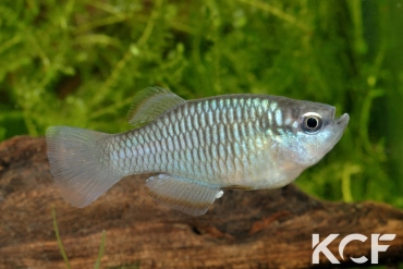 Rhexipanchax nimbaensis Bokoumé CGL 11-08 male adulte 