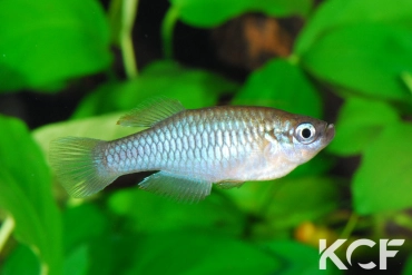 Rhexipanchax nimbaensis