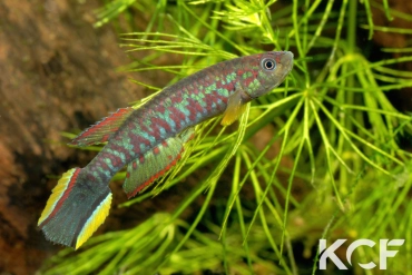 Scriptaphyosemion brueningi RL93 EP82 male adulte 