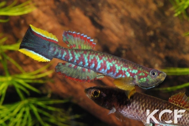 Scriptaphyosemion brueningi RL93 EP82 couple adulte 