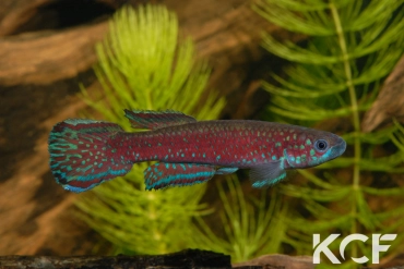 Scriptaphyosemion cauveti Barrage Loire Atlantique GRCH 93-239 male adulte 