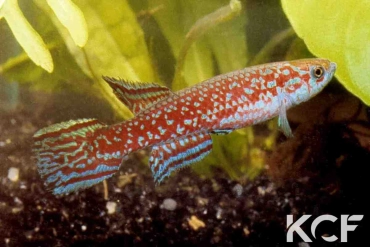 Scriptaphyosemion cauveti  male adulte 