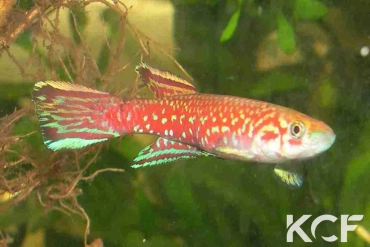 Scriptaphyosemion cauveti Barrage Loire Atlantique GCLR 06-04 male adulte 