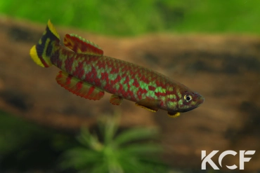 Scriptaphyosemion etzeli Lungi Lol SL 99-10 male adulte 