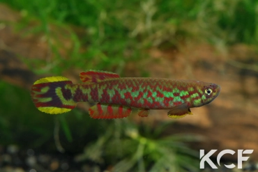 Scriptaphyosemion etzeli Lungi Lol SL 99-10 male adulte 