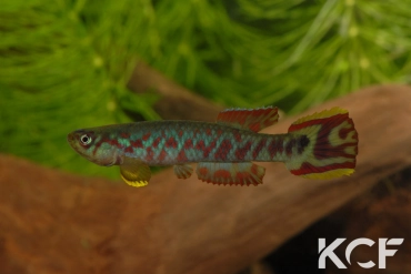 Scriptaphyosemion etzeli Lungi Lol SL 99-10 male adulte 