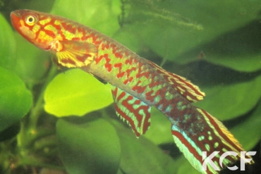 Scriptaphyosemion geryi Tiya GRCH 93-213 male adulte 