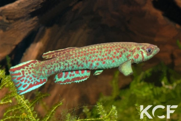 Scriptaphyosemion guignardi Santou GCLR 06-09 male adulte 