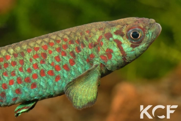 Scriptaphyosemion guignardi Santou GCLR 06-09 male adulte 