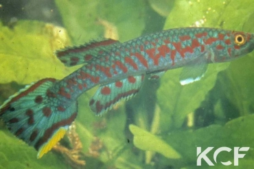 Scriptaphyosemion liberiense  male adulte 