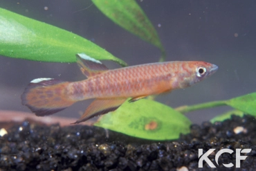 Epiplatys roloffi Macenta GRC 90-180 male adulte 