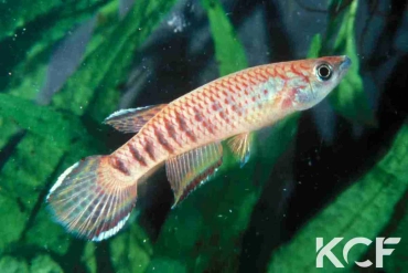 Epiplatys roloffi Seredou GRC 90-179 male adulte 