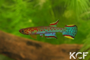 Scriptaphyosemion schmitti Juarzon male adulte 