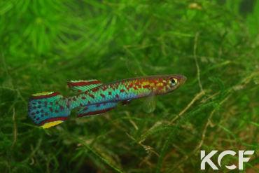 Scriptaphyosemion schmitti Juarzon male adulte 