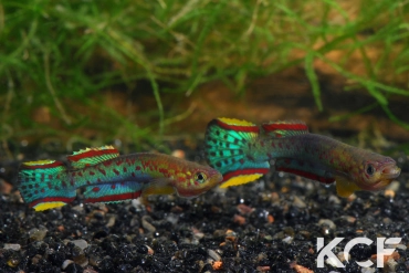 Scriptaphyosemion schmitti Juarzon couple adulte 