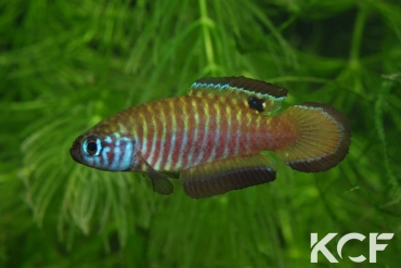 Simpsonichthys nigromaculatus Rio da Prata - Chapadão do Céu NPCE BR 08-06 male adulte 