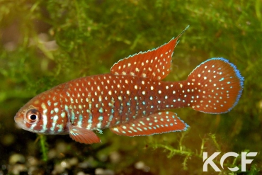 Simpsonichthys punctulatus  male adulte 