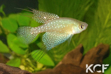 Spectrolebias filamentosus  male adulte 