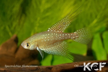 Spectrolebias filamentosus  male adulte 