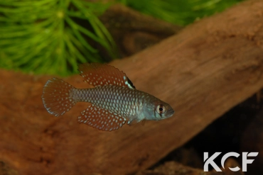 Spectrolebias reticulatus Altamira Rio Xingu male adulte 