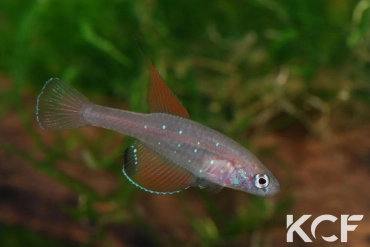 Spectrolebias semiocellatus  male adulte 