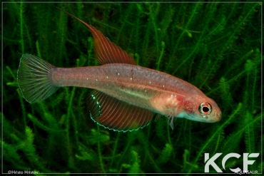 Spectrolebias semiocellatus  male adulte 