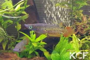 Aplocheilus lineatus  male sub adulte 