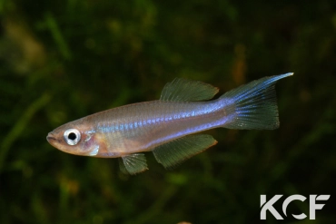 Plataplochilus ngaensis Cap Esterias GLC 12 male adulte 