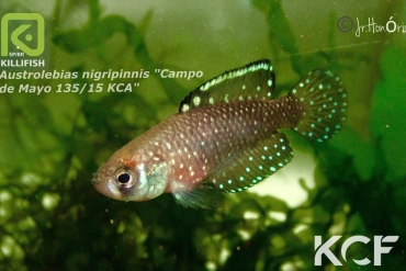 Austrolebias nigripinnis Campo de Mayo KCA 15-135 male adulte 
