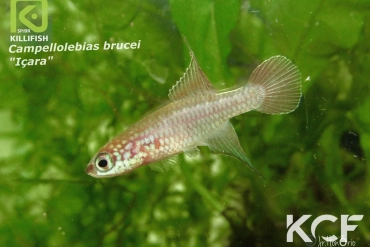 Campellolebias brucei Içara male adulte 
