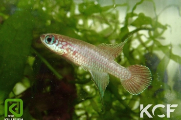 Campellolebias brucei Içara male adulte 