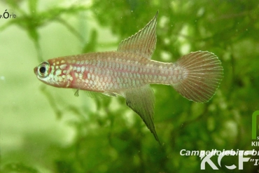 Campellolebias brucei Içara male adulte 