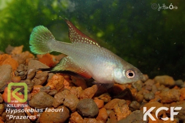Hypsolebias faouri Prazeres male adulte 