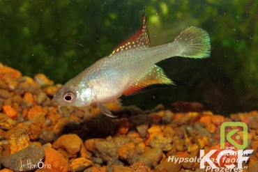 Hypsolebias faouri Prazeres male adulte 
