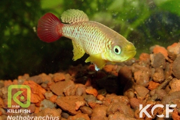 Nothobranchius foerschi Ruvu TZL 01-49 male adulte 