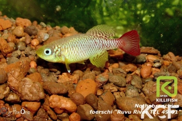 Nothobranchius foerschi Ruvu TZL 01-49 male adulte 