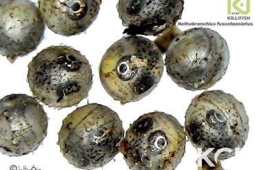 Nothobranchius fuscotaeniatus Kitonga N 97-57 couple alevin 