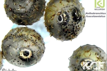 Nothobranchius fuscotaeniatus Kitonga N 97-57 couple alevin 