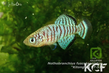 Nothobranchius fuscotaeniatus Kitonga N 97-57 male adulte 