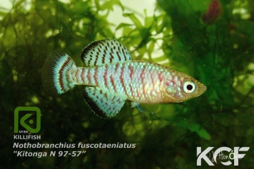Nothobranchius fuscotaeniatus Kitonga N 97-57 male adulte 