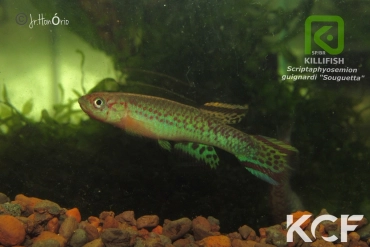 Scriptaphyosemion guignardi Sougueta male adulte 