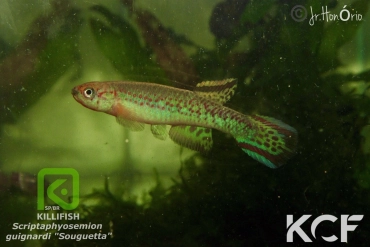 Scriptaphyosemion guignardi Sougueta male adulte 