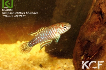 Simpsonichthys boitonei Guará M 2017 male adulte 