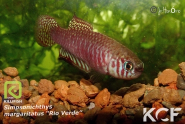 Simpsonichthys margaritatus Rio Verde BR MPM 12-07 male adulte 